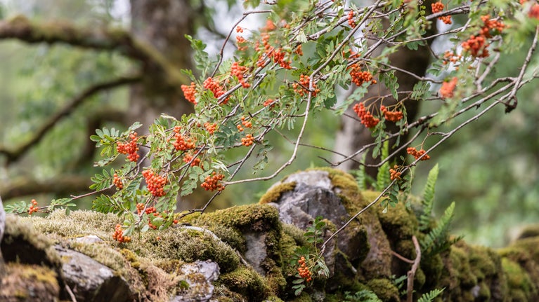 Tirlun ar hyd hen lwybr y porthmyn yn Nhŷ Mawr Wybrnant, Conwy, Cymru